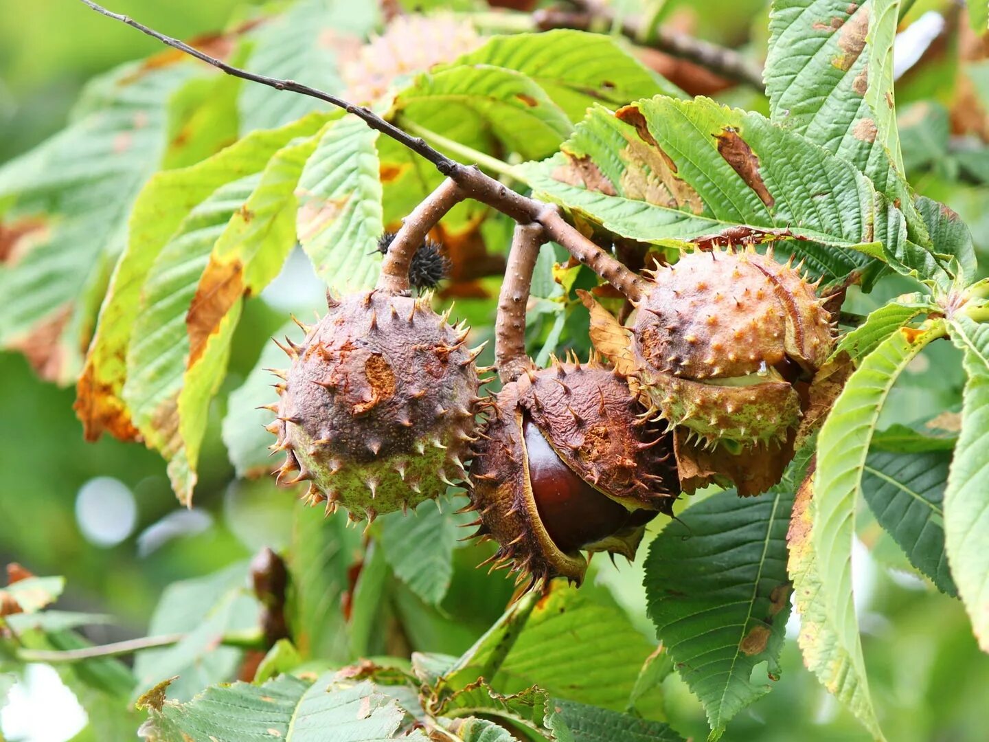 Каштан конский (Aesculus). Конский каштан обыкновенный Aesculus hippocastanum. Каштан конский baumannii. Конский каштан — Aesculus hippocastanum l..