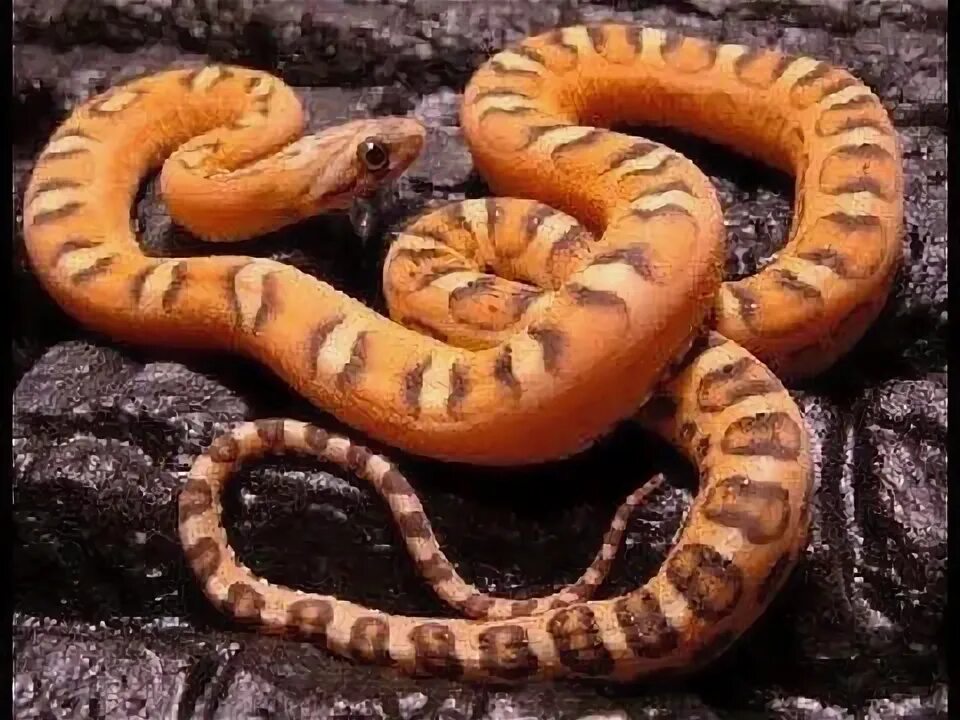 Змея без чешуи. Лысый маисовый полоз. маисовый полоз scaleless. маисовый полоз без чешуи.