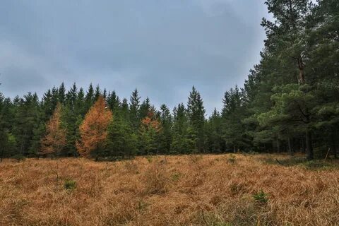 Кременской лес