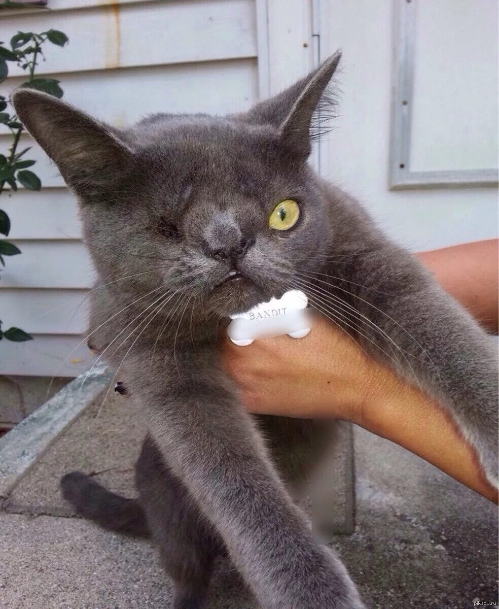 Кот бандит. Кот мафиози. Хулиганистый кот. Злая кошка. Кот рэпер.