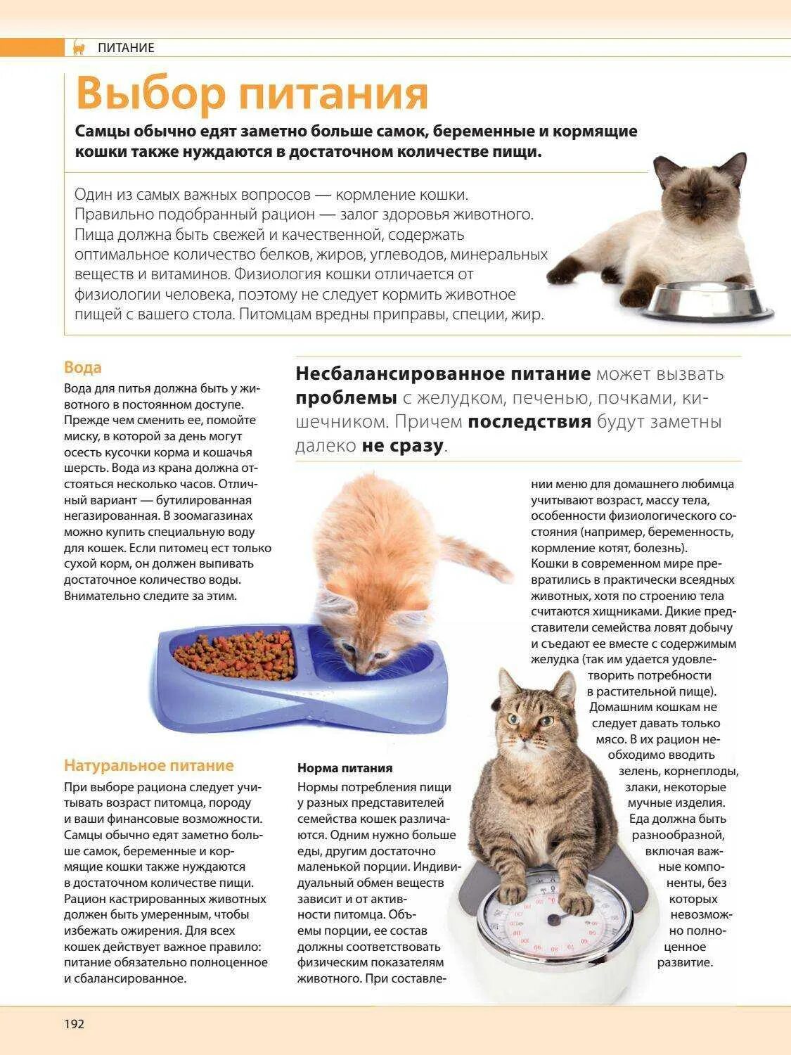 Можно ли давать кошачий корм. Рацион питания для котят до 2 месяцев. рацион для котов 1 года. правильный рацион кормления котят. рацион кормления котят кормом.