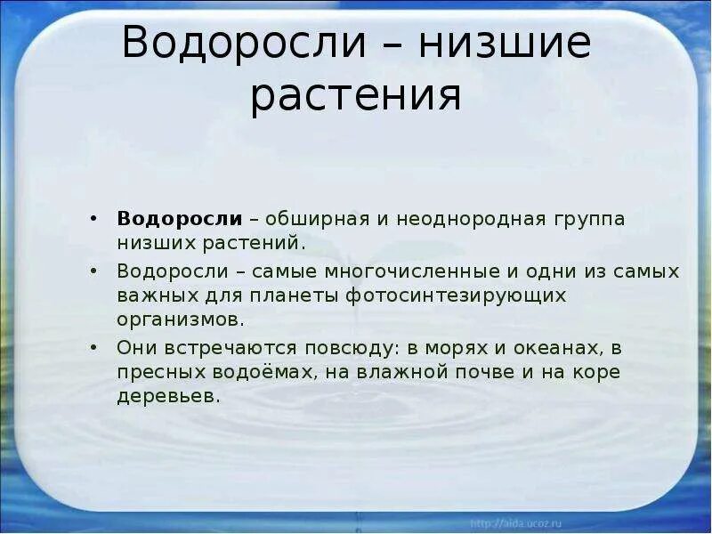 Почему водоросли относятся к растениям. Почему водоросли относят к низшим растениям. Почему водоросли относят к растениям. Почему водоросли низшие растения.