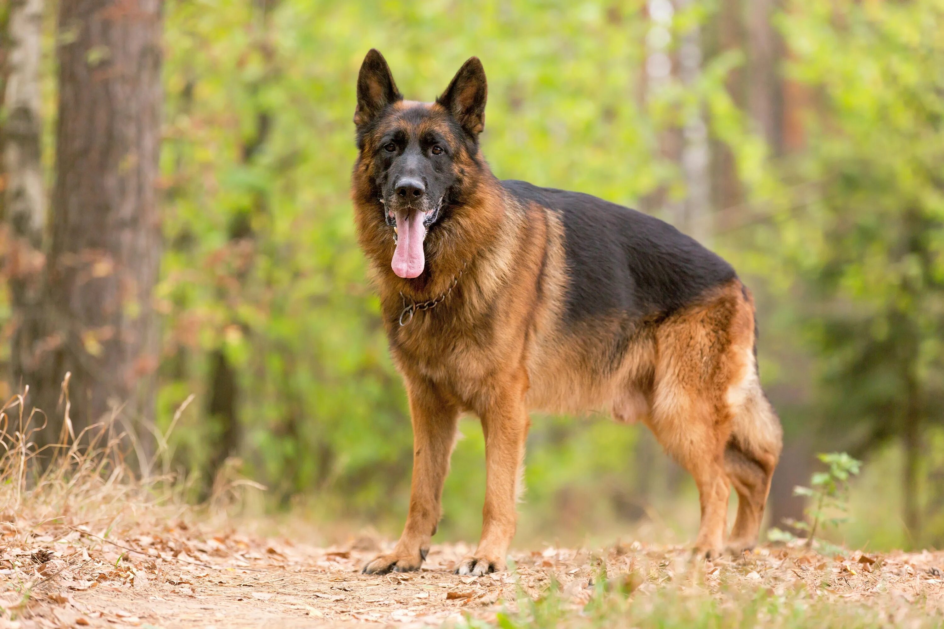 Top 5 Smartest Dog Breeds In The World German shepherd wallpaper, German shepher