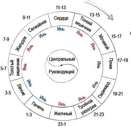 Активность органов по часам. Суточный цикл меридианов. Схема суточной активности меридианов по часам. Суточный цикл движения энергии Ци. Меридианы тела по часам.
