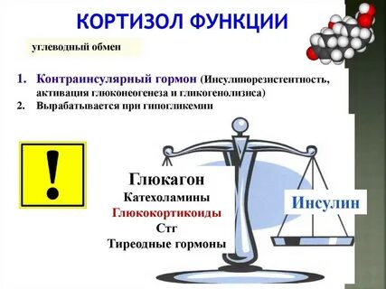 В какое время вырабатывается кортизол в организме