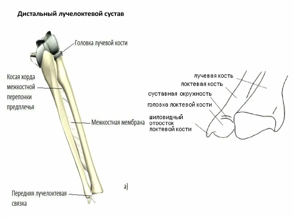 Дистальный Луче локтевой сустав. Головка лучевой кости анатомия. Дистальный и проксимальный лучелоктевой сустав. Дистально лучевой локтевой сустав. Кости предплечья соединение