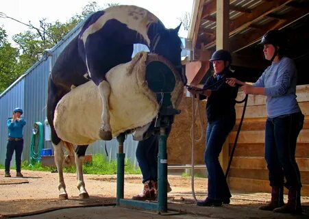Breeding mount