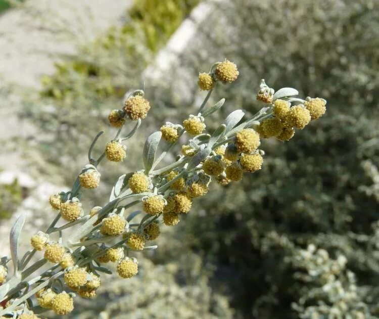 Луговые травы. След в полыни. Вайда полевая. След в полыни. Акта сибирская полынь.