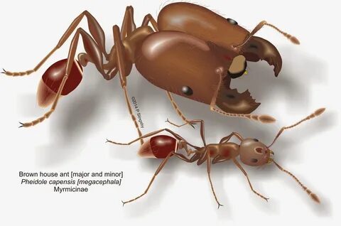 Super ant