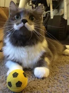 Кот на мове