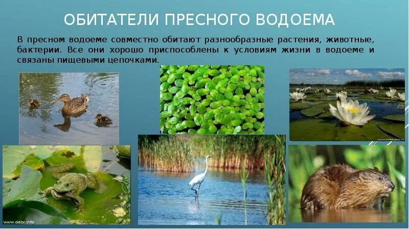 Каких животных пресных водоемов. Обитатели пресных водоемов. Животные обитающие в водоемах. Растения и животные водоемов. Животные обитающие в пресных водоемах.