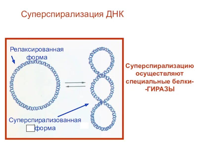 Образование новой днк. Отрицательная сверхспирализация ДНК. Суперспирализация ДНК. Суперспираль ДНК. Отрицательная и положительная суперспирализация ДНК.