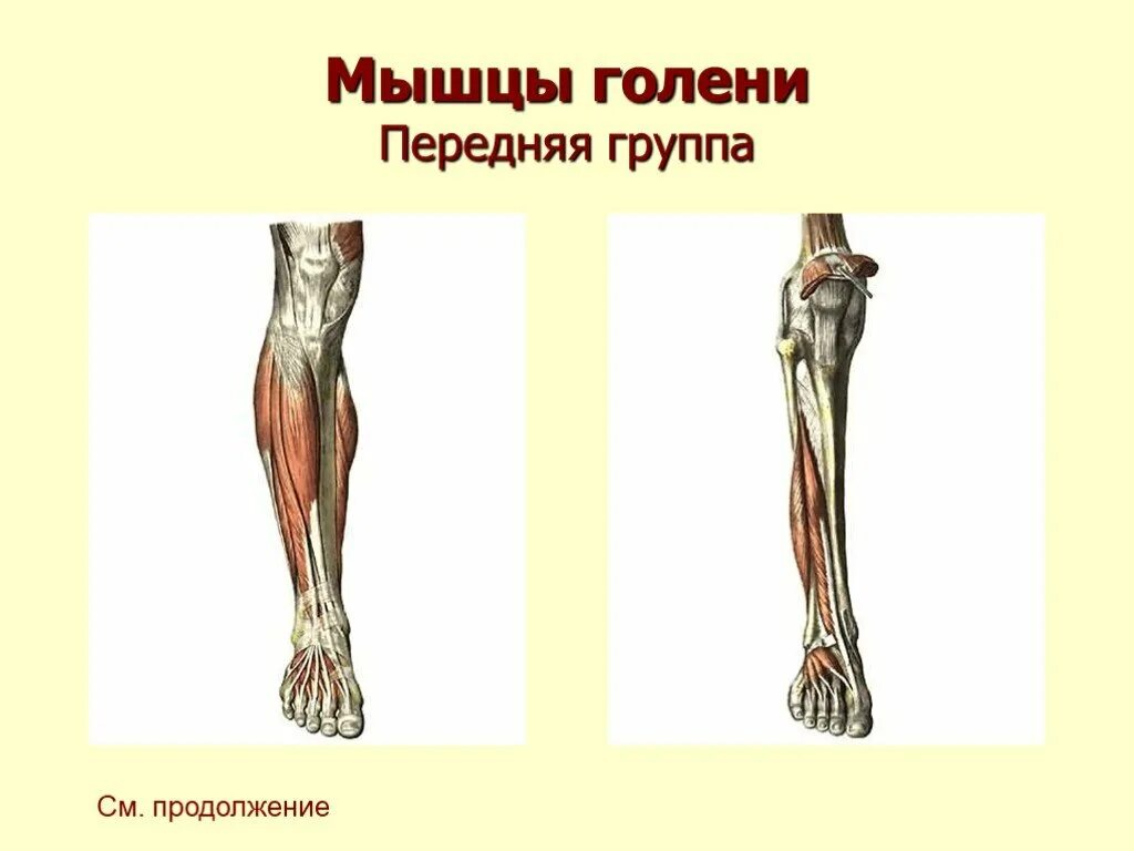 Задние мышцы голени функции. Мышцы голени латеральная группа анатомия. длинная малоберцовая функции. малоберцовая мышца анатомия. длинная малоберцовая мышца и короткая малоберцовая.