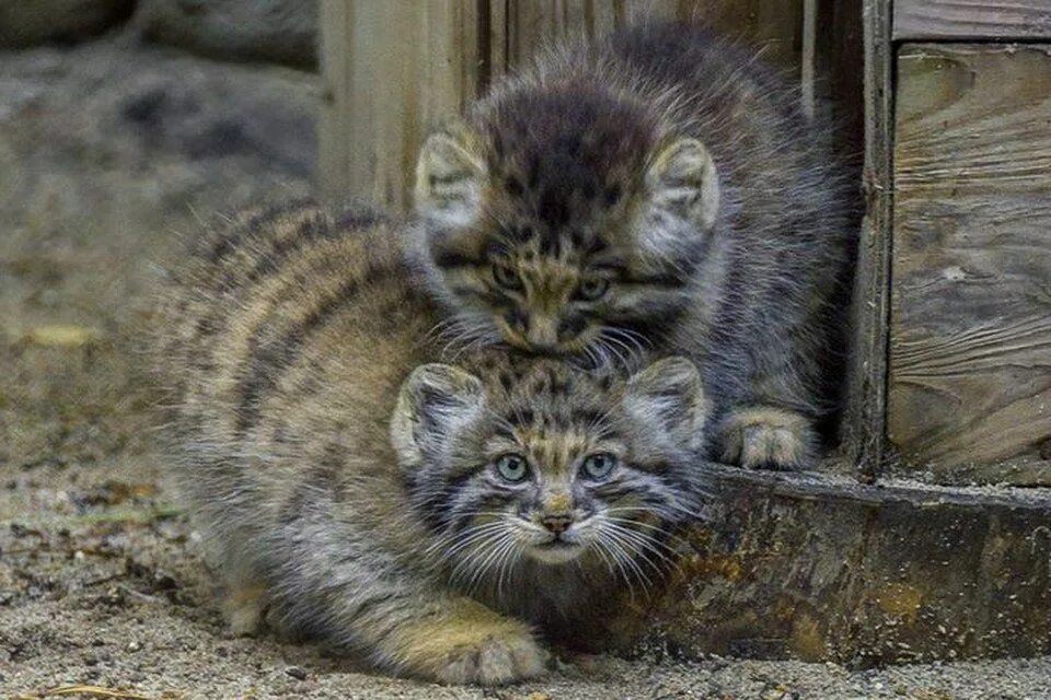 Мануалы cat