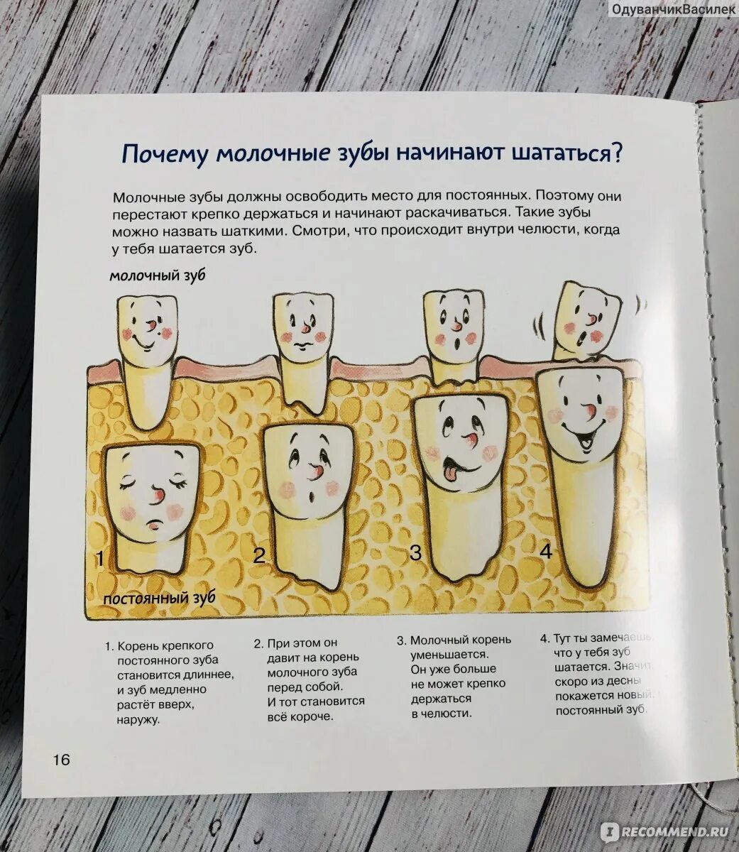 Как выглядят корни молочных зубов. Мифы о молочных зубах.