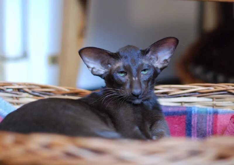 Kittens - Elisey Eastward - Eastward-cats