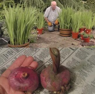 Посадка луковиц гладиолуса весной