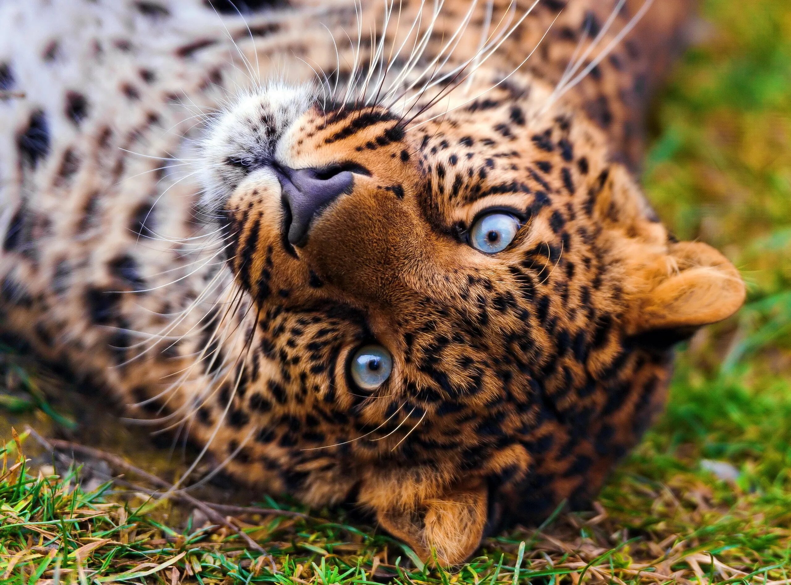 Фотки картинки. Леопард. Леопард с голубыми глазами. Глаза леопарда. Леопард с зелеными глазами.