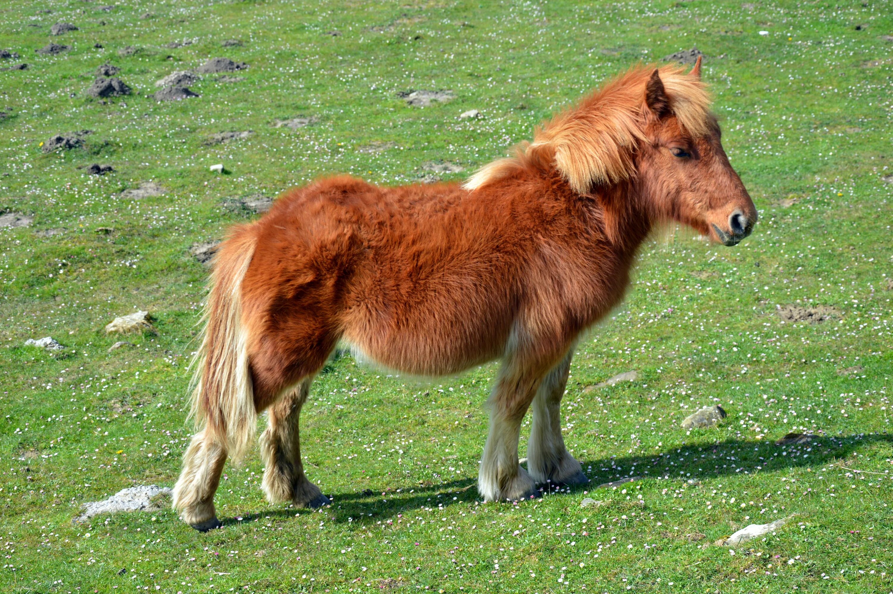 Pony фото. Жеребенок Фалабелла. Жеребенок шотландского пони. Чинкотигский пони. Шетлендский пони рыжий.