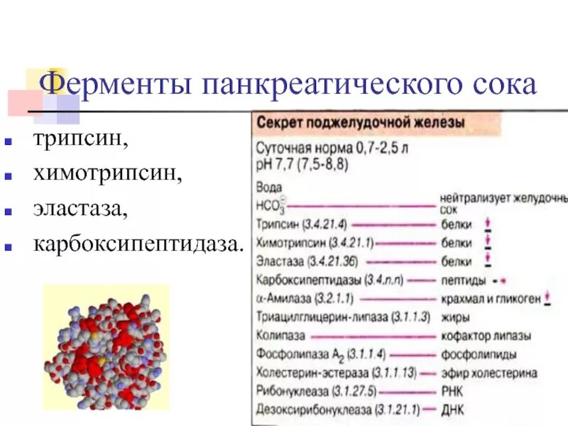 Какой фермент разрушает. Трипсин поджелудочного сока ферменты. Ферменты панкреатического сока. Протеолитические ферменты поджелудочной железы. Ферменты сока поджелудочной железы.