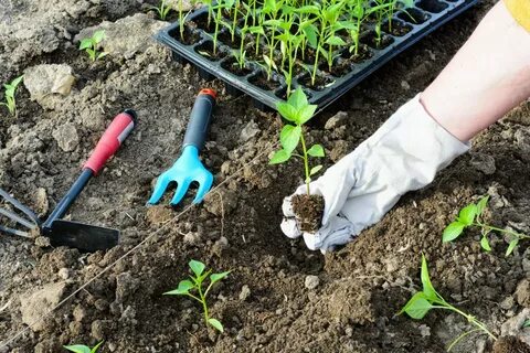 Фото посадки семян (много фото) - piczoom.ru