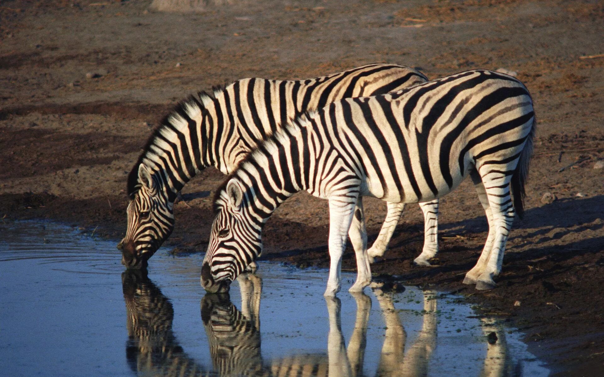 Почему у зебры не бывает стресса. Непарнокопытные зебры. Зебра на водопое. Зебра в Африке. Звери на водопое.