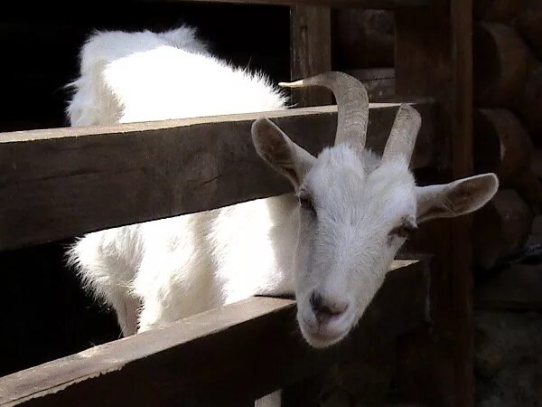 кукла simba маша 12 см. машка коза с длинными ушами. актриса похожая на козу. маша и медведь козел. у юры жила коза машка.