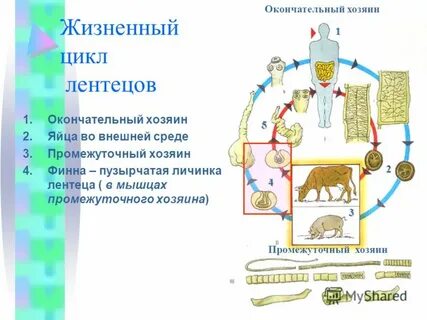 Схема жизненного цикла бычьего цикла