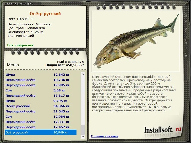 Осетр севрюга стерлядь. Название рыб семейства осетровых. Осетровые рыбы список. Осётр стерлядь севрюга белуга шип. Отряд осетровые представители.