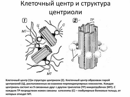 Какой процесс происходит в клеточном центре