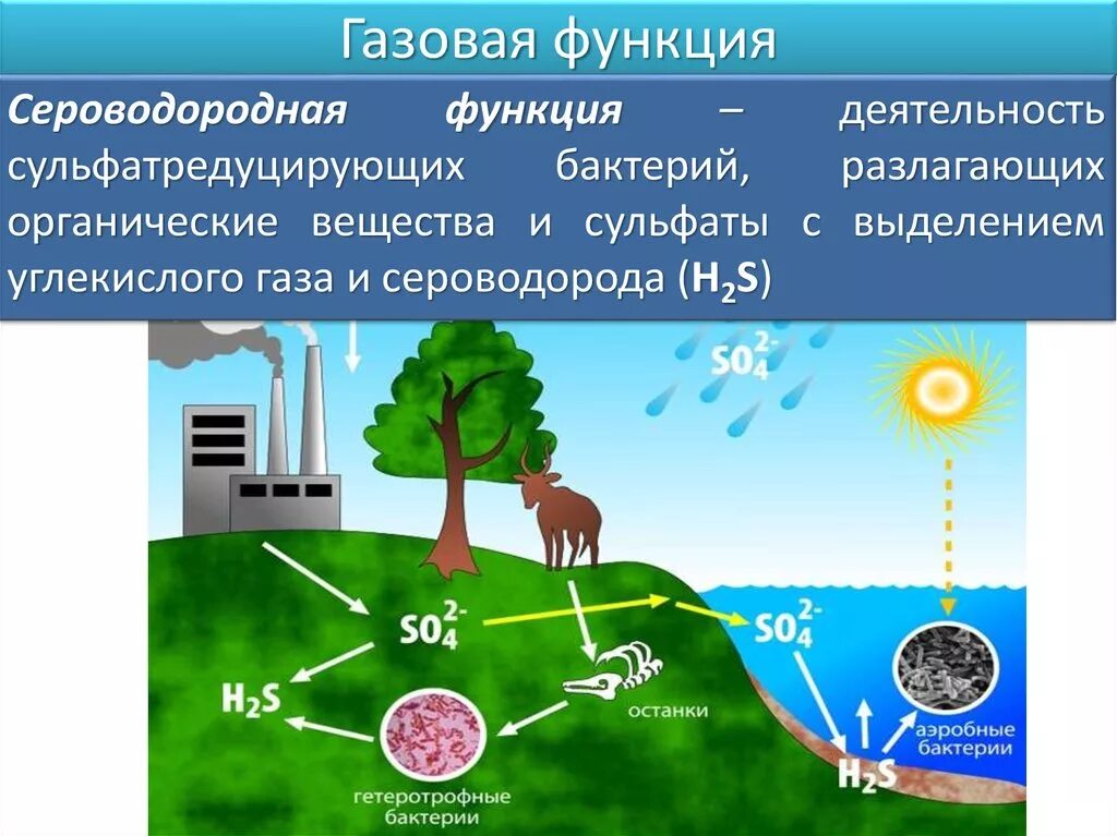 Выберите пример концентрационной функции биосферы. Газовая функция живого вещества. Газовая функция живого вещества в биосфере. Газовая функция биосферы. Газовая функция живого вещества примеры.