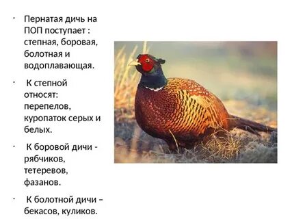 Птица дичь виды