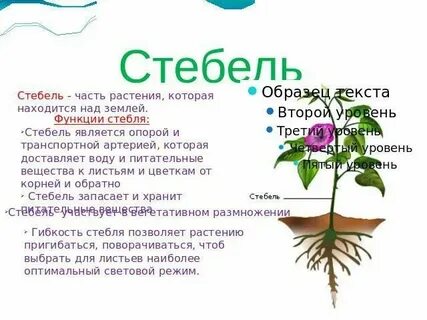 Каково значение стебля в жизни растения