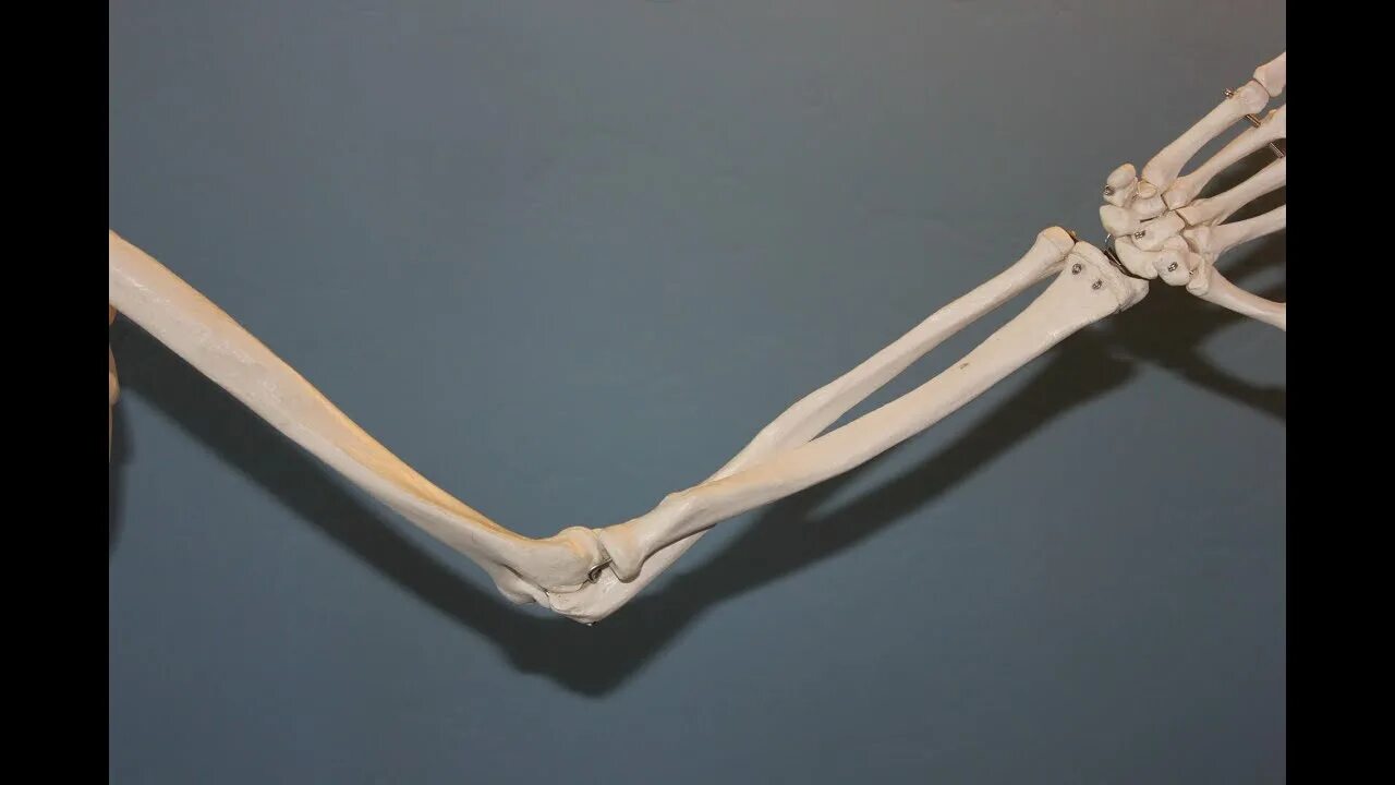 Skeletal Models