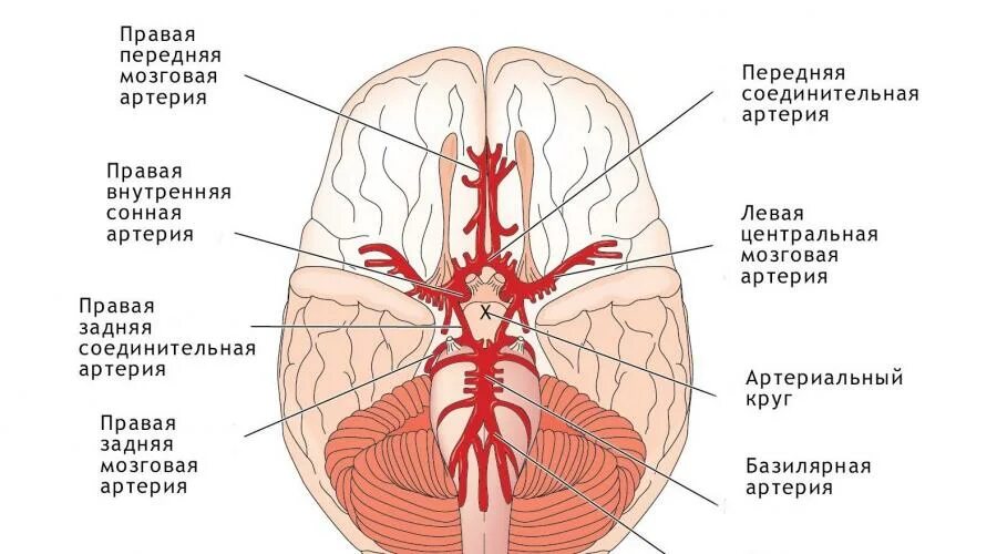 Задняя соединительная артерия мозга. Кровоснабжение головного мозга Виллизиев круг. Внутренняя Сонная артерия схема. Артерии основания головного мозга анатомия. Базилярная артерия головного мозга.