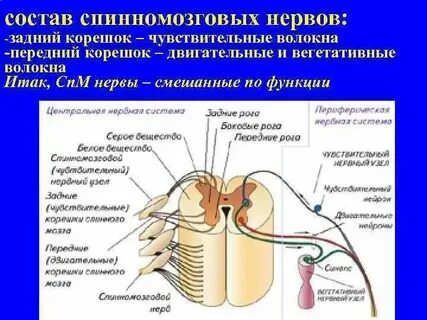 Чувствительные волокна спинномозговых нервов образованы