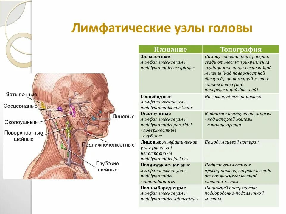 Околоушные лимфатические узлы схема. Схема лимфоузлов на голове и шее человека. Поверхностные шейные лимфатические узлы располагаются. Околоушные лимфоузлы расположение схема. Для околоушной железы характерны
