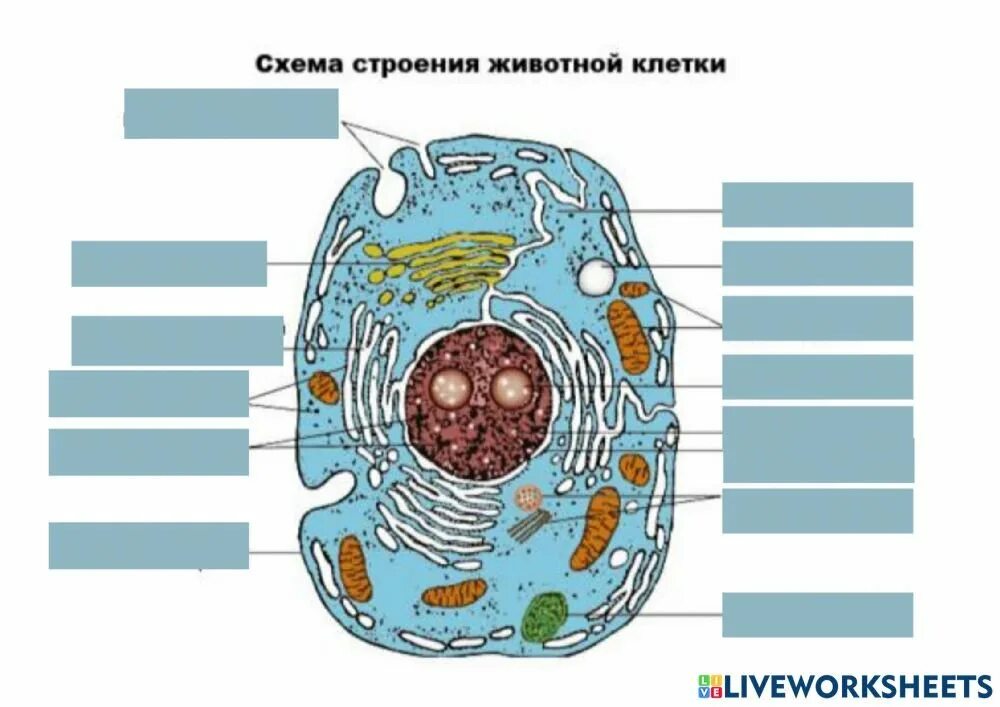 Запишите строение животной клетки. Запишите строение животной клетки