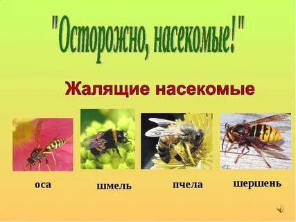 Опасные насекомые в лесу