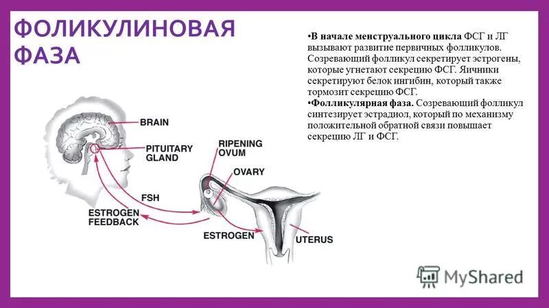 Фолликулярная фаза лютеиновая фаза овуляционная фаза. Фолликулярная фаза менструационного цикла гормоны. В 1 фазу менструационного цикла в яичнике вырабатывается гормон. Фаза средней и поздней секреции менструационного цикла. Фолликул фаза