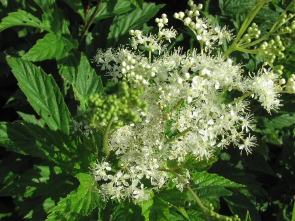 Лабазник вязолистный (filipendula ulmaria). Таволга вязолистная. Таволга вязолистная фото и описание. Лабазник вязолистный куст. Лабазник вязолистный (filipendula ulmaria).