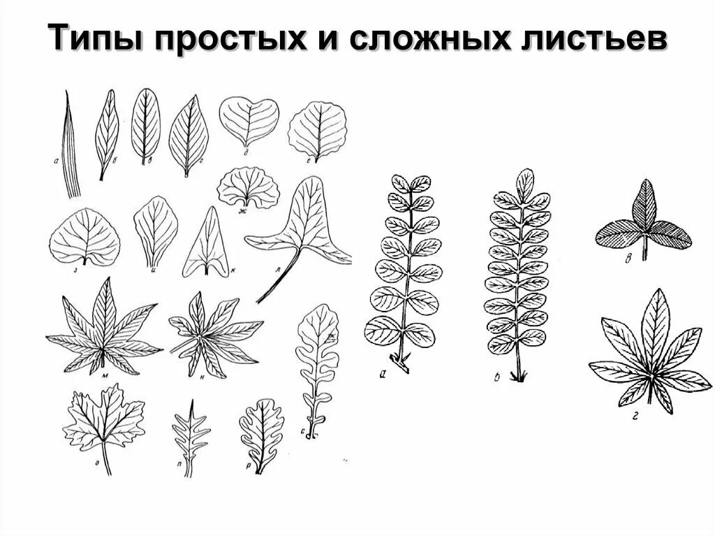 Простые и сложные листья. Типы сложных листьев. Типы листьев простые и сложные. Разновидности сложных листьев. Картинка простого листа