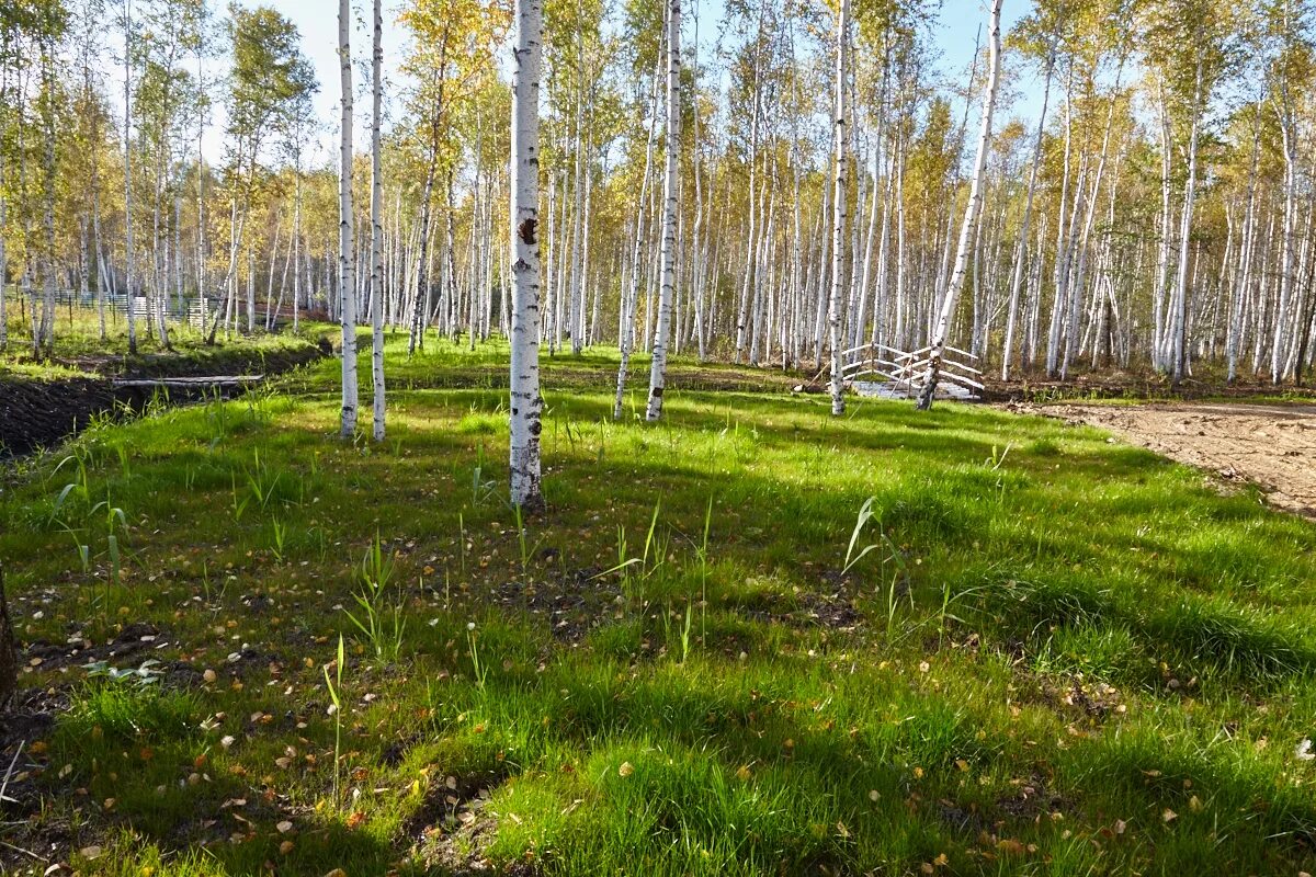 Поселок кадочниково сысертского района. Сысертские леса. Озеро у деревни ключи сысертский район. Угличский район деревня якутина. 8 гектар.