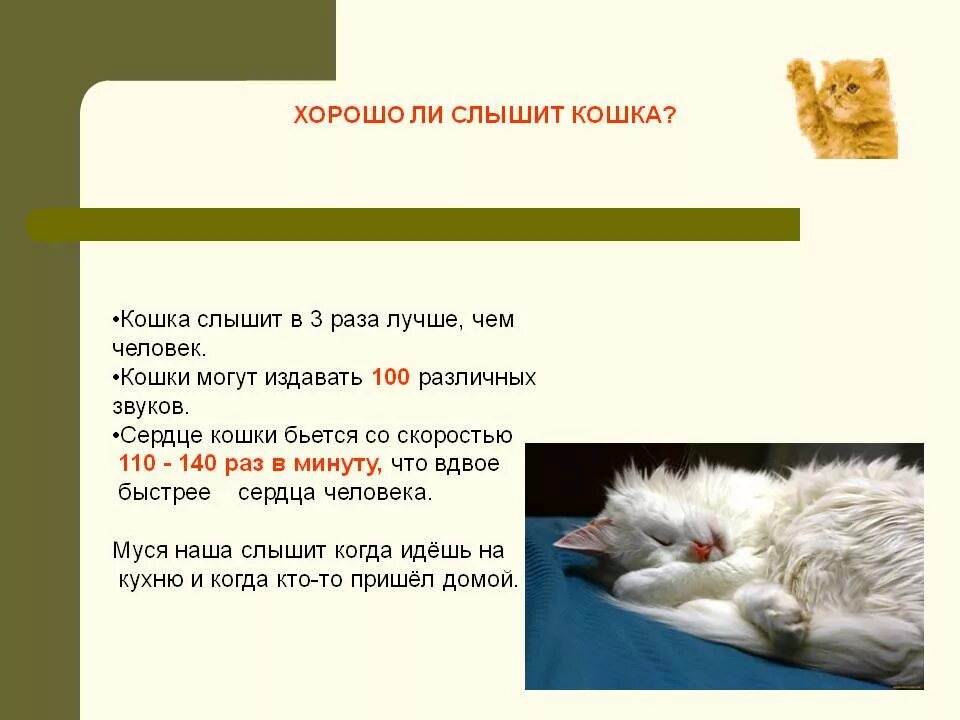 Котенок издает звуки. Почему кошки. Звук на который реагируют кошки. Какие звуки издает кот. Кошка слышит.