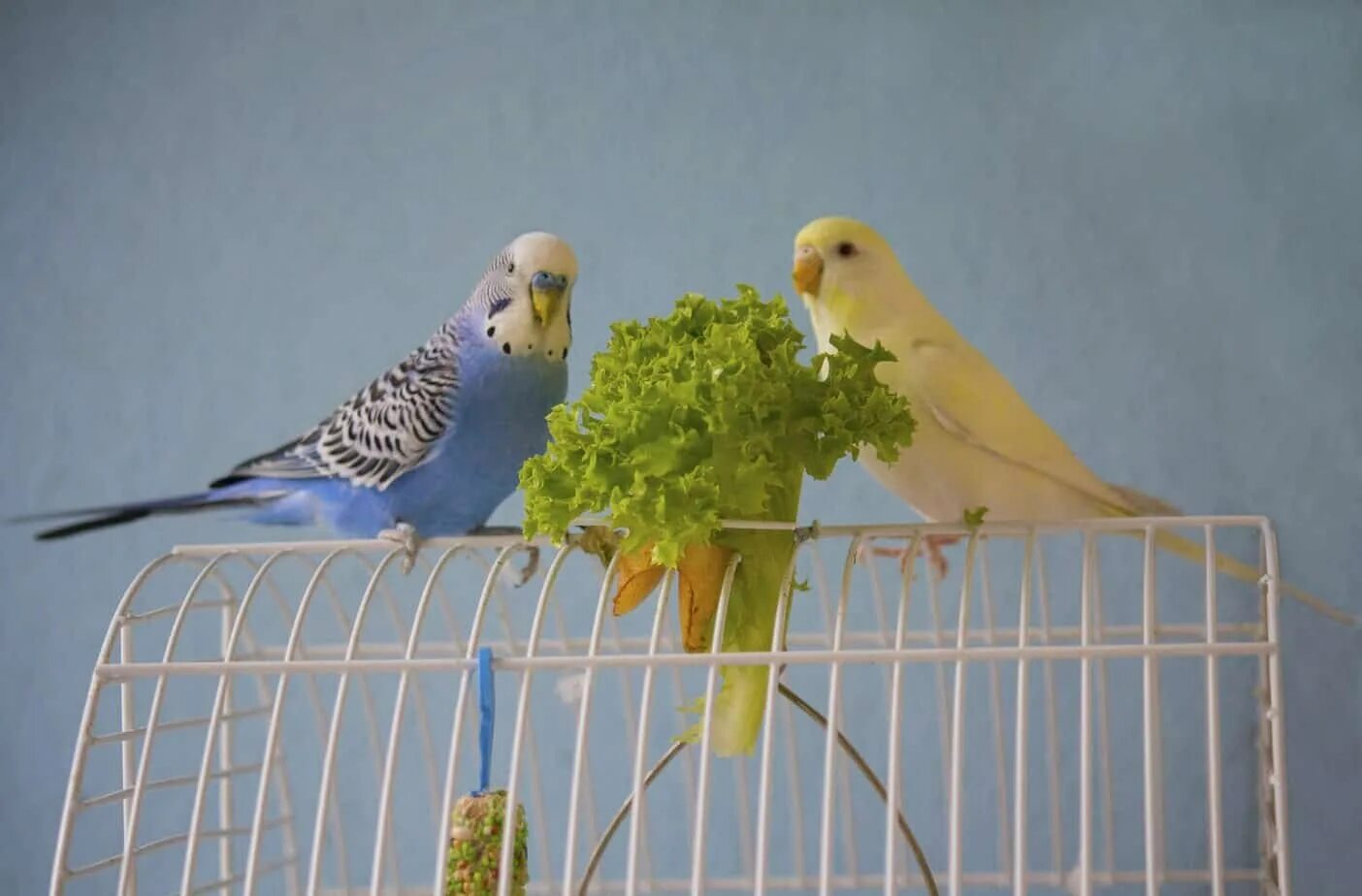 Попугай укроп. Волнистый попугайчик. Что едят попугаи. Фото волнистых попугайчиков. Что едят волнистые попугаи.