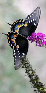 Papillon бабочка