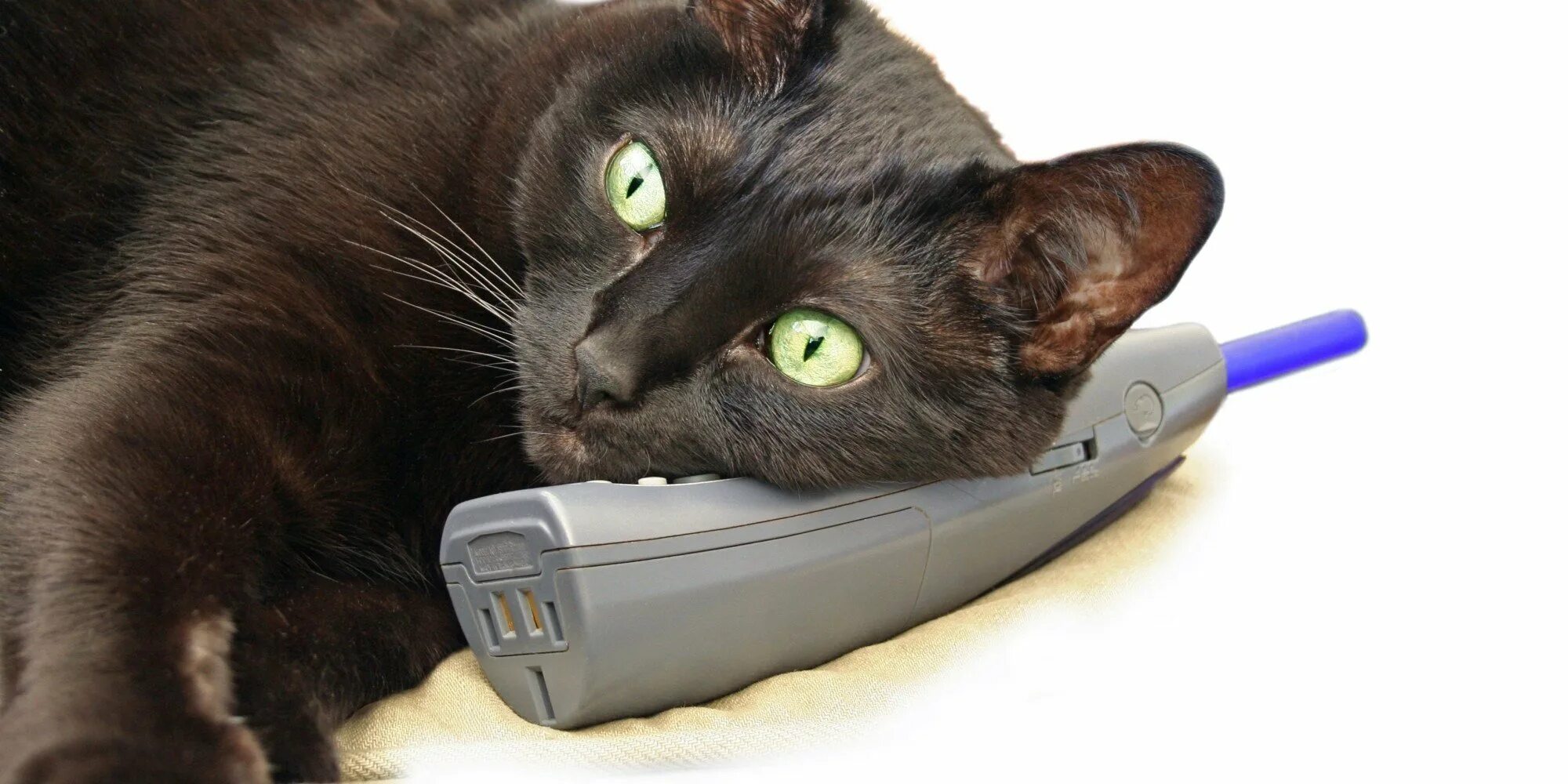 Поговори на кошачьем. Кошка с телефоном. Котенок с телефоном. Кот с мобильником. Кот с телефонной трубкой.