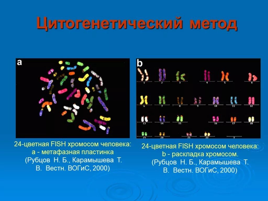 Цитогенетический метод. Методы молекулярной цитогенетики. Молекулярно-цитогенетический метод. Методы изучения хромосом человека. Цитогенетический метод наследственные заболевания