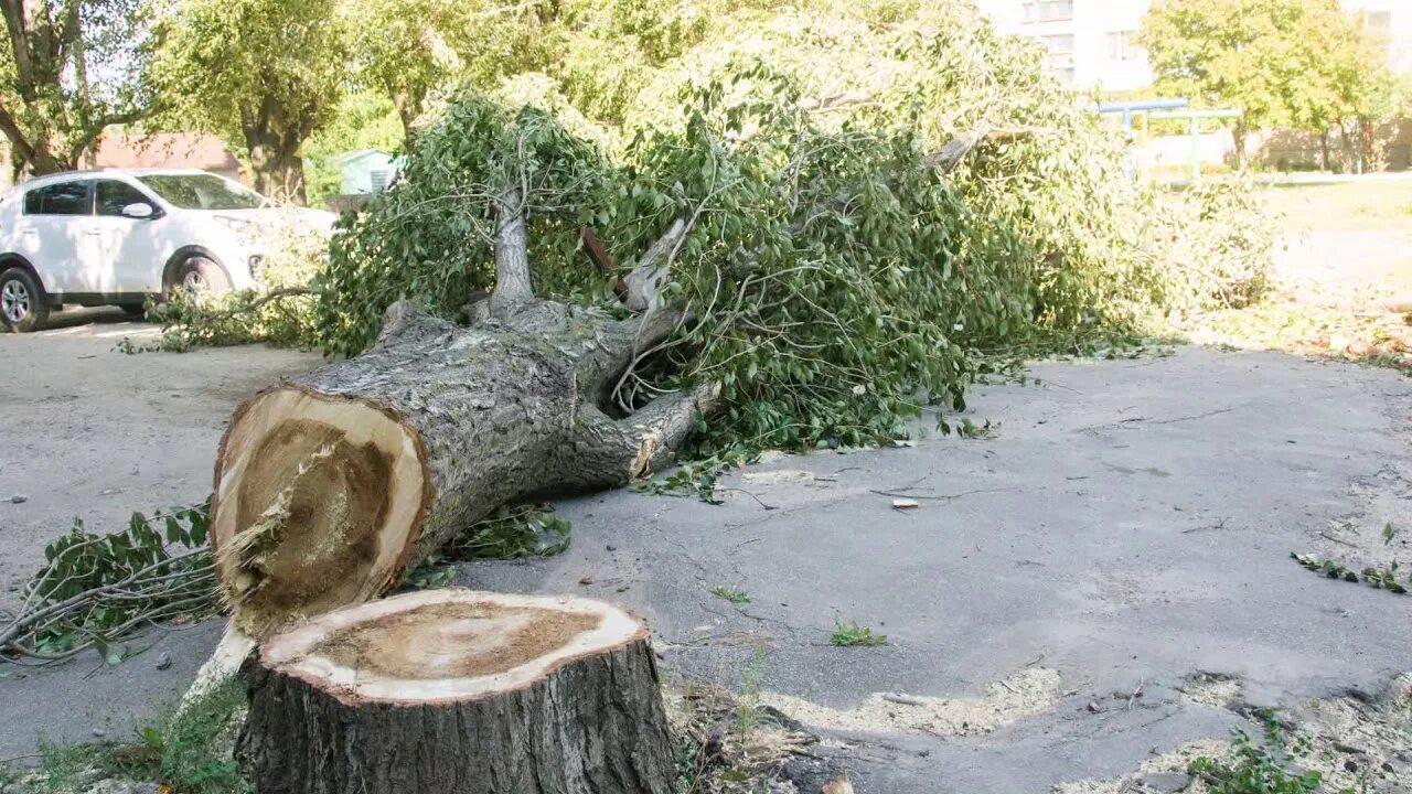 Спиленное дерево. Деревья во дворе. Срубают дерево во дворе. Спилить старое дерево.