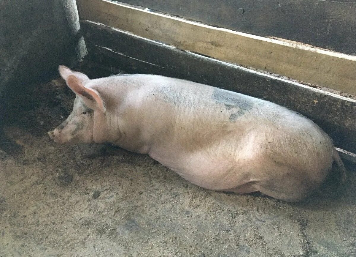 Супоросная свинья ландрас. Мраморная свинья. Купить свинину живым весом